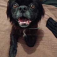 Inaya a rejoint le concours — aidez-le/la à gagner de superbes lots ! animal, black_dog, brown_eyes, close_up, dog, fluffy, friendly, happy, indoors, leash, long_hair, open_mouth, paws, pet, photography, playful, portrait, shaggy_fur, smiling, wooden_floor