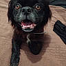 animal, black_dog, brown_eyes, close_up, dog, fluffy, friendly, happy, indoors, leash, long_hair, open_mouth, paws, pet, photography, playful, portrait, shaggy_fur, smiling, wooden_floor
