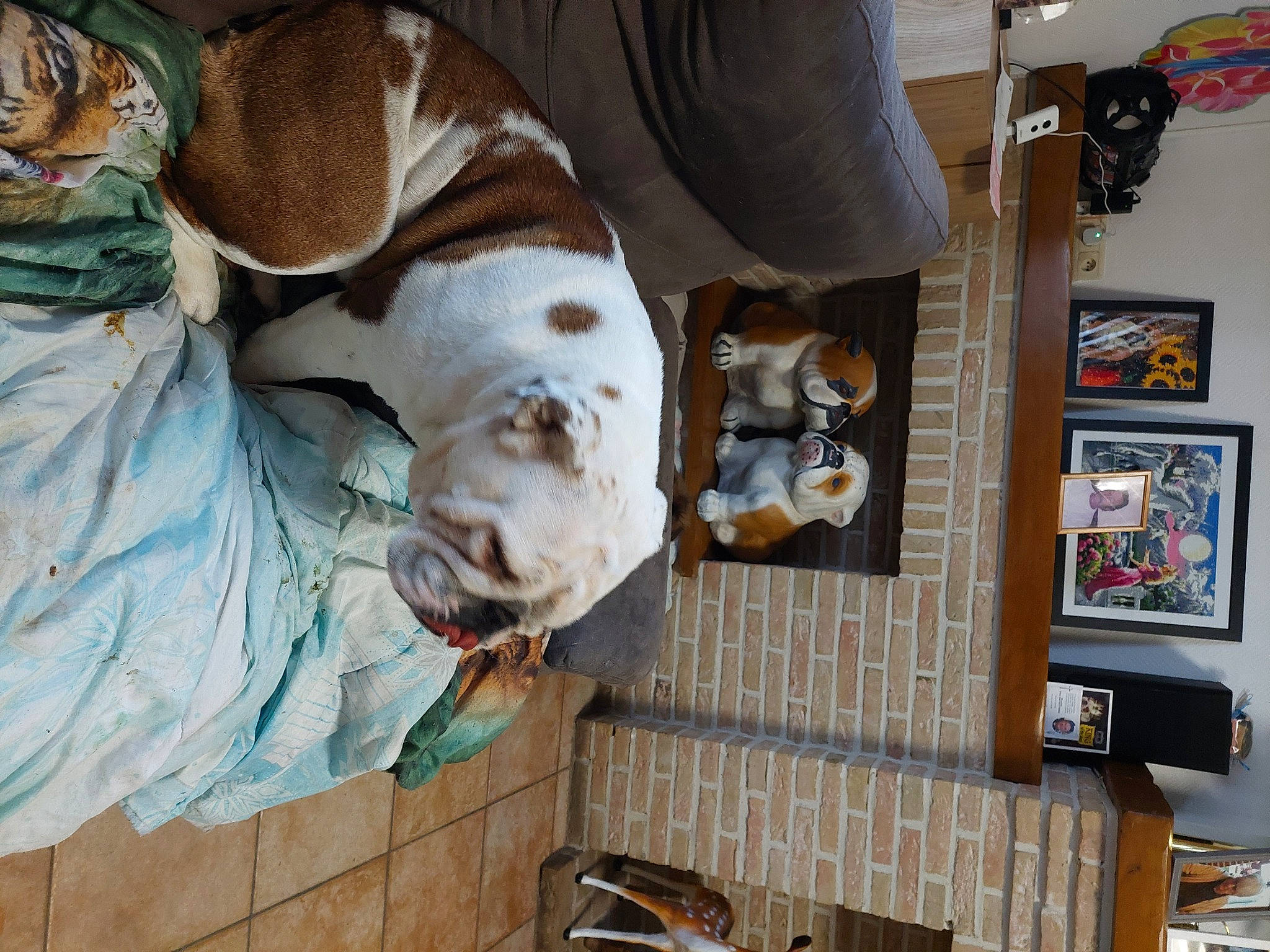 Daria a rejoint le concours — aidez-le/la à gagner de superbes lots ! building, canidae, carnivore, collar, comfort, companion_dog, dog, dog_breed, dog_supply, fawn, fur, guard_dog, non_sporting_group, picture_frame, room, snout, sporting_group, working_animal