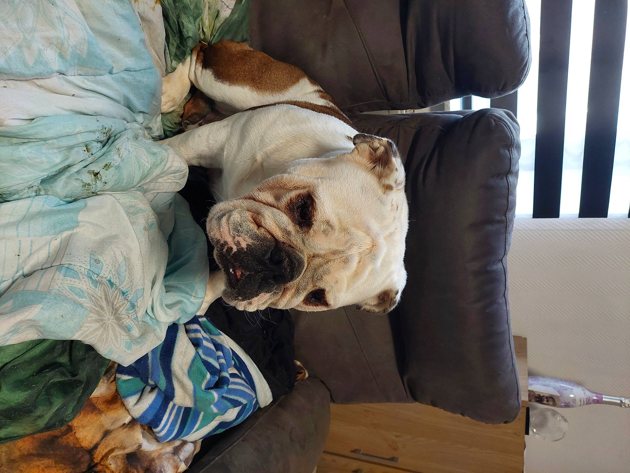 Daria a rejoint le concours — aidez-le/la à gagner de superbes lots ! bulldog, canidae, carnivore, collar, comfort, companion_dog, dog, dog_breed, dog_collar, dog_supply, fawn, fur, pet_supply, snout, sporting_group, terrestrial_animal, toy_dog, white_english_bulldog, working_animal, wrinkle