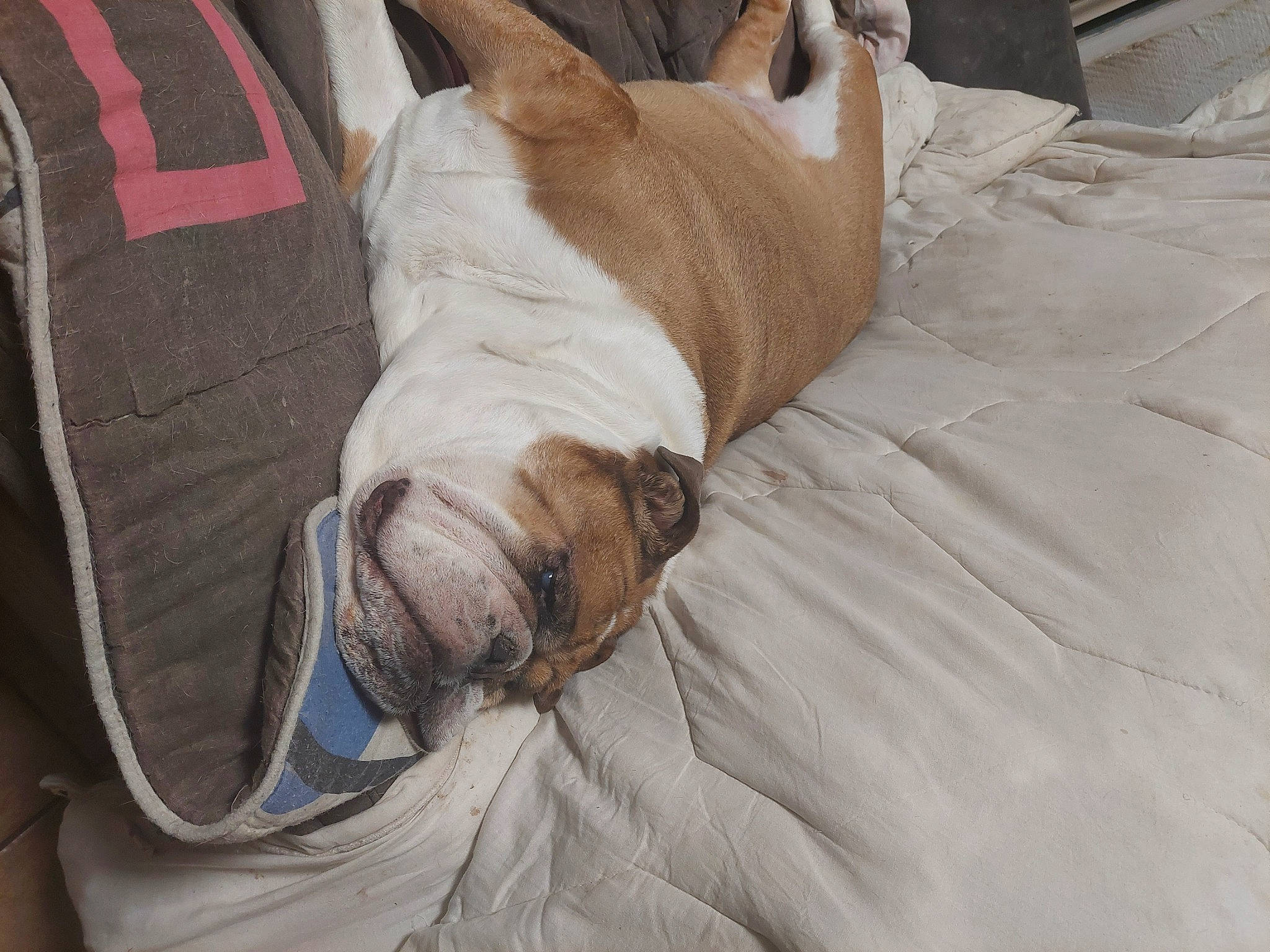 Wasyl participe au concours pour gagner de l'argent avec cette photo : canidae, carnivore, comfort, companion_dog, dog, dog_breed, dog_supply, fawn, felidae, hardwood, linens, pillow, small_to_medium_sized_cats, snout, sporting_group, tail, whiskers, wood, working_animal, wrinkle