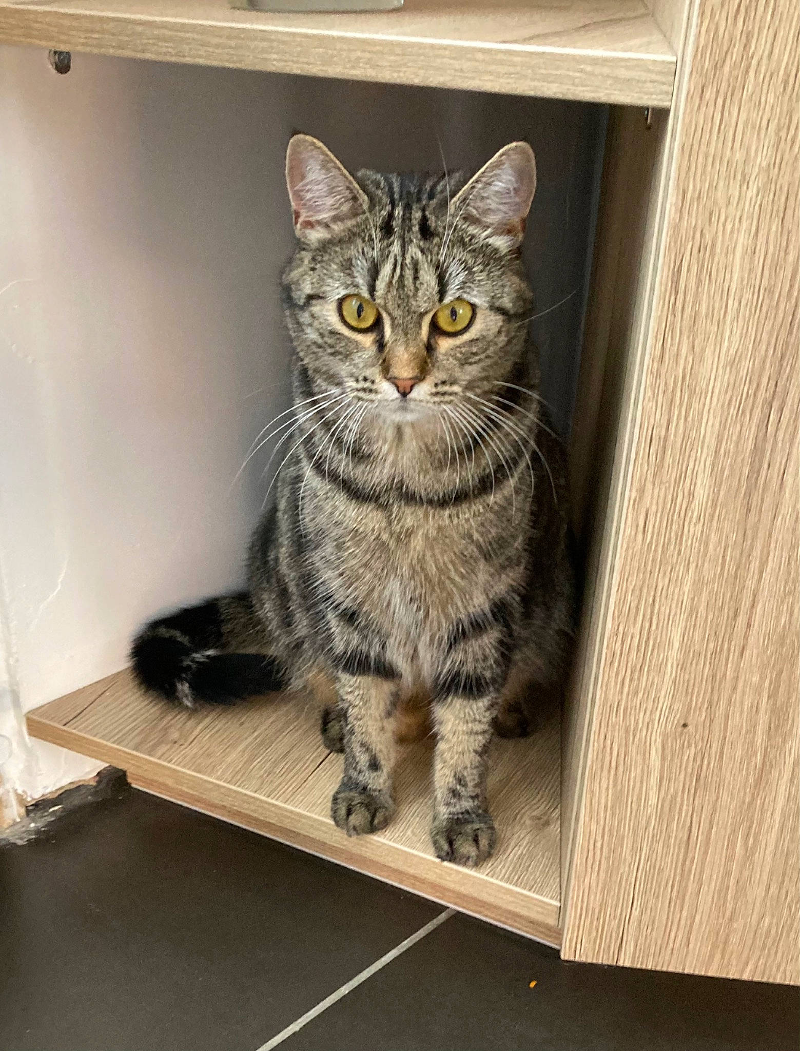 Rickie participe au concours pour gagner de l'argent avec cette photo : carnivore, cat, domestic_short_haired_cat, door, felidae, fur, grey, paw, rectangle, sitting, small_to_medium_sized_cats, snout, tail, terrestrial_animal, whiskers, window, wood