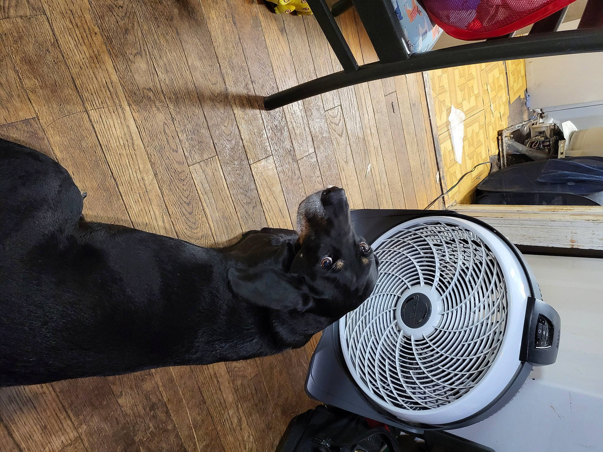 Archie joined the competition — help win amazing prizes! audio_equipment, auto_part, automotive_design, automotive_exterior, automotive_lighting, automotive_tire, automotive_wheel_system, carnivore, comfort, felidae, fender, flooring, gas, grille, headlamp, hood, mechanical_fan, motor_vehicle, rim, wood