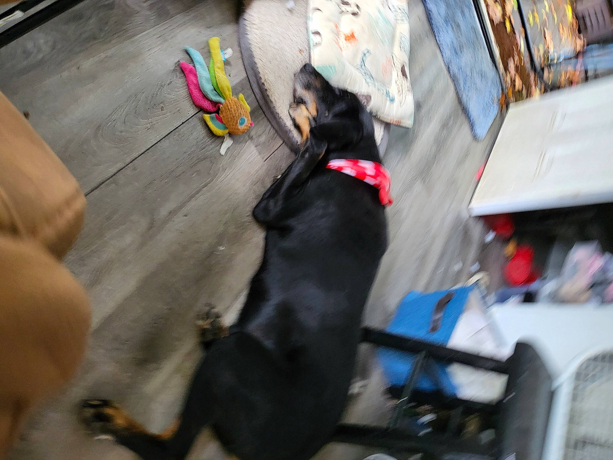 Archie is registered to the contest to win money with this photo: canidae, carnivore, collar, comfort, companion_dog, dog, dog_breed, dog_collar, dog_supply, fawn, flooring, fur, guard_dog, leash, pet_supply, snout, sporting_group, tail, toy, working_animal