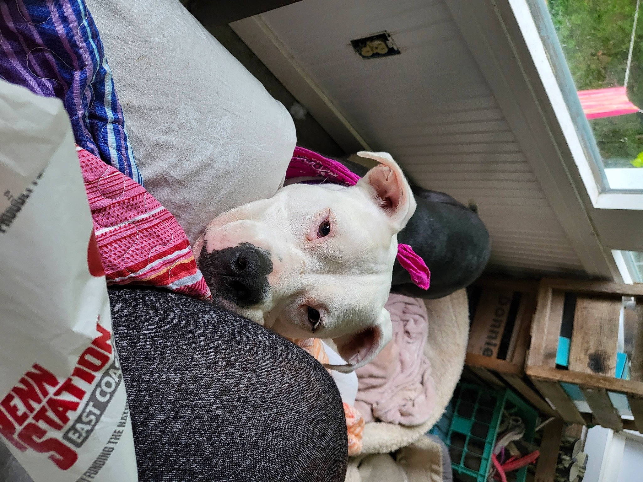 Mabel is registered to the contest to win money with this photo: bull_terrier, canidae, carmine, carnivore, collar, comfort, companion_dog, dog, dog_breed, dog_collar, fawn, guard_dog, non_sporting_group, old_english_terrier, sleeve, snout, sporting_group, terrier, whiskers, working_animal