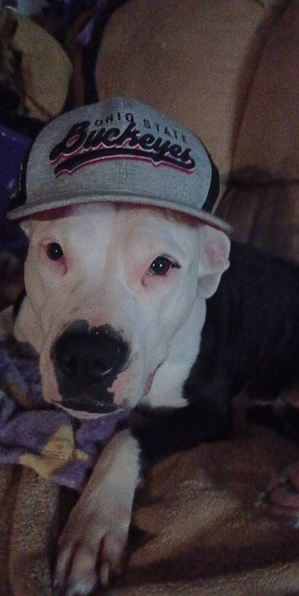 Mabel joined the competition — help win amazing prizes! baseball_cap, cap, carnivore, collar, companion_dog, costume_hat, dog, dog_breed, dog_clothes, fashion_accessory, fawn, firefighter, fur, mammal, puppy_love, snout, sun_hat, vertebrate, whiskers, working_animal