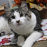 Buddy is registered to the contest to win money with this photo: animal, autumn, cat, closeup, curious, decor, domestic, eyes, fall_leaves, feline, fur, indoor, mammal, pet, pumpkin, relaxed, tabby, table, whiskers, white_paw