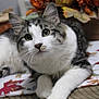 animal, autumn, cat, closeup, curious, decor, domestic, eyes, fall_leaves, feline, fur, indoor, mammal, pet, pumpkin, relaxed, tabby, table, whiskers, white_paw