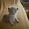 kitten, cat, baby_animal, gray_fur, cute, pet, small, indoor, blanket, texture, feline, animal, young, sitting, curious, fur, cozy, box, brown, home