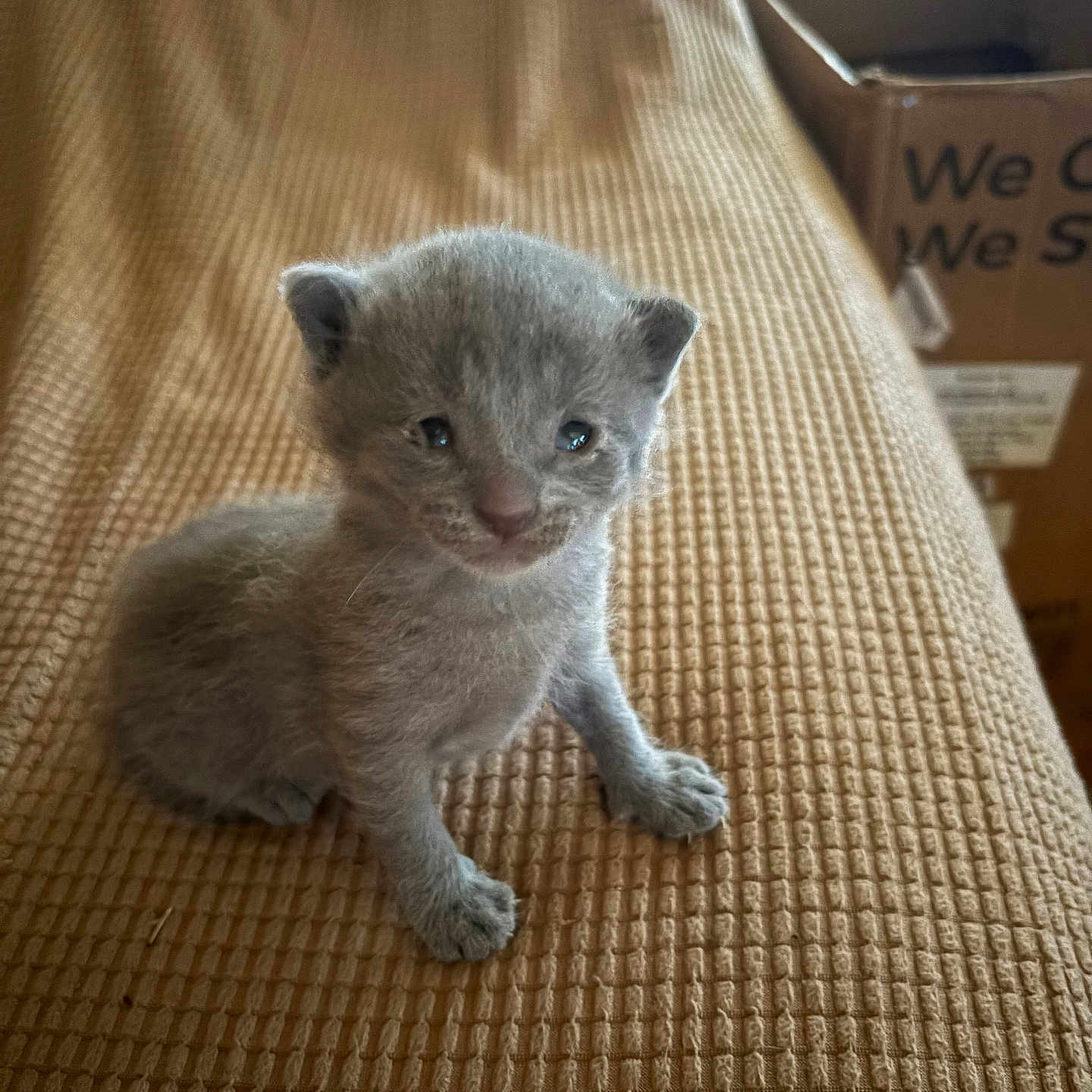 Blue is registered to the contest to win money with this photo: kitten, cat, baby_animal, gray_fur, cute, pet, small, indoor, blanket, texture, feline, animal, young, sitting, curious, fur, cozy, box, brown, home