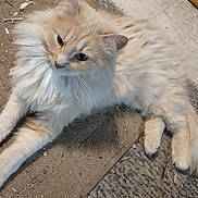 Annie is registered to the contest to win money with this photo: animal, cat, close_up, cream_color, cute, domestic_animal, ears, floor, fluffy, fur, lying_down, mammal, natural_light, outdoor, pet, portrait, relaxed, resting, texture, whiskers