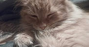 Annie is registered to the contest to win money with this photo: animal, cat, closeup, cozy, cute, domestic, feline, fluffy, fur, ginger, indoors, kitten, nap, paw, pet, relaxed, resting, sleeping, soft, whiskers