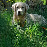 Viago a rejoint le concours — aidez-le/la à gagner de superbes lots ! animal, calm, canine, daylight, dog, ears, field, fur, golden_retriever, grass, greenery, lying_down, muzzle, nature, outdoor, pet, plants, portrait, rocks, summer