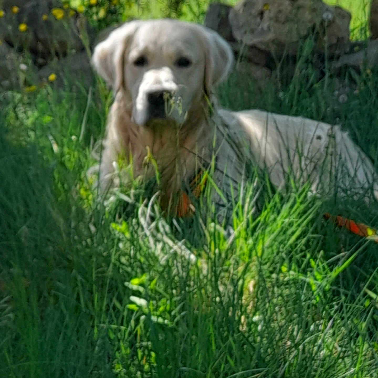 Viago a rejoint le concours — aidez-le/la à gagner de superbes lots ! animal, calm, canine, daylight, dog, ears, field, fur, golden_retriever, grass, greenery, lying_down, muzzle, nature, outdoor, pet, plants, portrait, rocks, summer