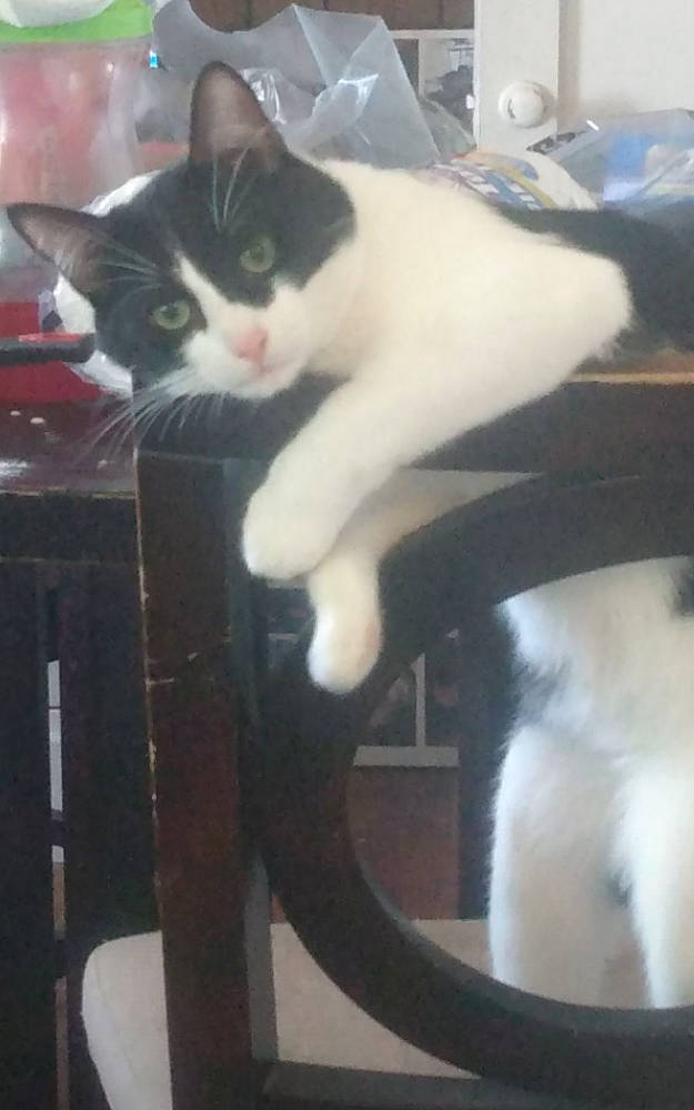 Figaro is registered to the contest to win money with this photo: carnivore, cat, cat_supply, comfort, domestic_short_haired_cat, felidae, fur, human_leg, lap, light, mammal, paw, photography, sitting, small_to_medium_sized_cats, snapshot, tail, vertebrate, whiskers