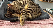 Aldo a rejoint le concours — aidez-le/la à gagner de superbes lots ! cat, tabby, sleeping, blanket, cozy, fur, pet, indoor, resting, paw, tail, striped, soft, domestic_animal, cute, relaxation, furniture, home, comfort, animal