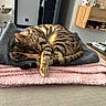 cat, tabby, sleeping, blanket, cozy, fur, pet, indoor, resting, paw, tail, striped, soft, domestic_animal, cute, relaxation, furniture, home, comfort, animal
