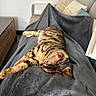 cat, tabby_cat, sleeping, resting, blanket, couch, pillow, indoor, furniture, cozy, relaxation, pet, animal, striped_fur, domestic_cat, soft_texture, wooden_table, home, napping, comfortable