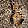 cat, spotted, bedspread, lying_down, relaxed, sleeping, feline, pet, animal, indoor, cozy, pattern, brown, white, whiskers, paws, tail, fur, cute, resting
