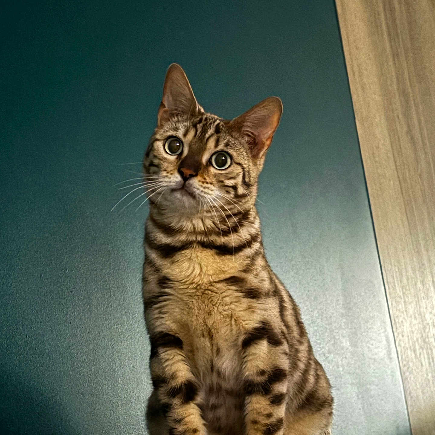 Aldo