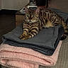 cat, bengal_cat, pet, animal, feline, indoor, blanket, folded_blanket, fireplace, fire, warm, cozy, relaxation, striped, tabby, fur, ears, eyes, table, home