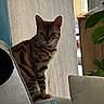 cat, indoor, couch, cushion, pillow, window, curtain, plant, furniture, striped_cat, domestic_cat, pet, relaxed, seated, cozy, natural_light, home, living_room, feline, calm
