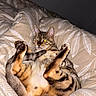 cat, tabby, pet, animal, feline, fur, paws, bed, blanket, pattern, indoor, relaxed, lying_down, cute, whiskers, ears, tail, comfort, resting, domestic
