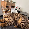 Aldo participe au concours pour gagner de l'argent avec cette photo : bengal_cat, cat, blue_eyes, striped_fur, indoor, blanket, furniture, home_decor, television, relaxed, pet, whiskers, closeup, animal, domestic_cat, resting, soft_texture, curious, ears, tabby