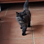 Moka participe au concours pour gagner de l'argent avec cette photo : kitten, black_cat, cat, pet, indoor, floor, tile_floor, furniture, wood_cabinet, animal, cute, walking, tail_up, fur, small, young, eyes, whiskers, domestic, mammal