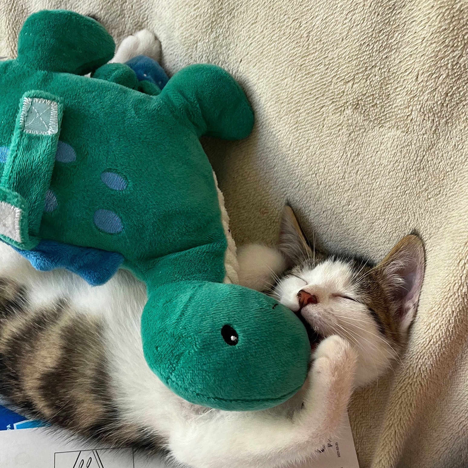 Yumy a rejoint le concours — aidez-le/la à gagner de superbes lots ! assembly_instructions, brown, cat, cozy, cuddling, dinosaur, ears, indoor, kitten, nap, nose, paw, plush_toy, resting, sleeping, soft_blanket, striped, stuffed_animal, toy, white