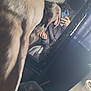 dog, person, mirror, selfie, phone, hand, trash_bin, cup, curtain, room, shelf, table, reflection, indoor, casual, clothing, fur, face, light, shadow