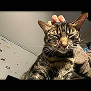 Miley joined the competition — help win amazing prizes! cat, tabby_cat, pet, indoor, hand, scratching, fur, whiskers, ears, closed_eyes, relaxed, cozy, wall, gaming_decals, human, animal, cute, domestic, feline, companion