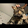 cat, tabby_cat, pet, indoor, hand, scratching, fur, whiskers, ears, closed_eyes, relaxed, cozy, wall, gaming_decals, human, animal, cute, domestic, feline, companion