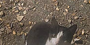 Tiny is registered to the contest to win money with this photo: cat, animal, outdoor, night, gravel, black_and_white, pet, curious, feline, small, sitting, looking, shadow, window, door, ground, rocks, dim_light, quiet, alone