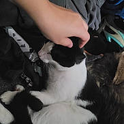 Tiny joined the competition — help win amazing prizes! cat, black_and_white, hand, petting, video_call, face, curly_hair, blanket, clothing, carpet, indoor, relaxing, feline, resting, person, technology, screen, close_up, casual, comfort