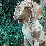 Kratos joined the competition — help win amazing prizes! dog, speckled, ivy, greenery, outdoor, pet, animal, sitting, nature, fur, ears, collar, tree, leaves, garden, canine, brown, white, portrait, quiet