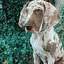dog, speckled, ivy, greenery, outdoor, pet, animal, sitting, nature, fur, ears, collar, tree, leaves, garden, canine, brown, white, portrait, quiet