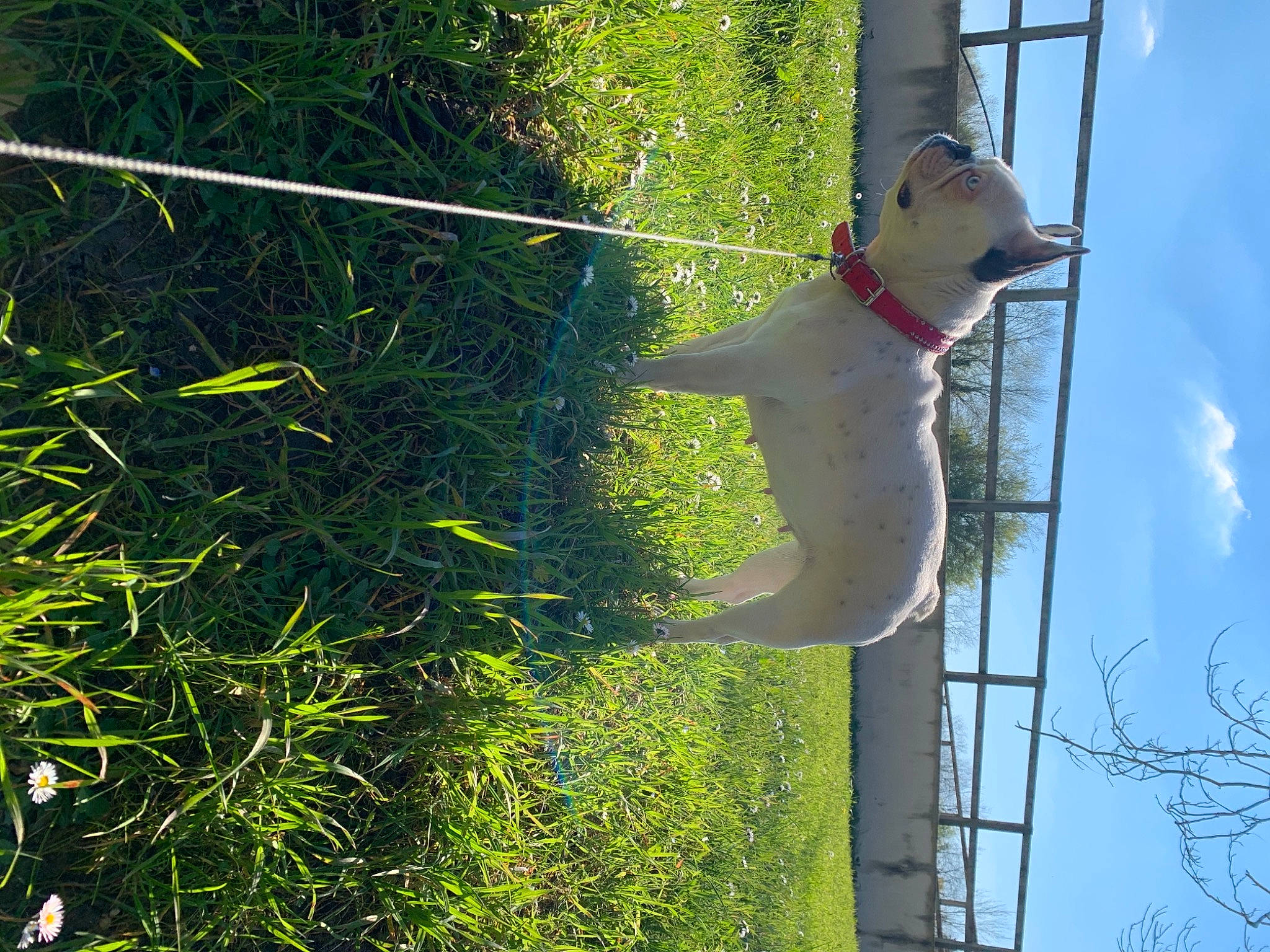 Naya participe au concours pour gagner de l'argent avec cette photo : art, biome, cloud, grass, groundcover, organism, plant, pole, shadow, shrub, sky, tail, terrestrial_plant, toy, tree, visual_arts