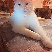 Narouto a rejoint le concours — aidez-le/la à gagner de superbes lots ! abyssinian, angora, animal, brick, cat, chair, closet, cupboard, face, furniture, hardwood, head, indoors, kitten, manx, person, pet, plywood, siamese, wood