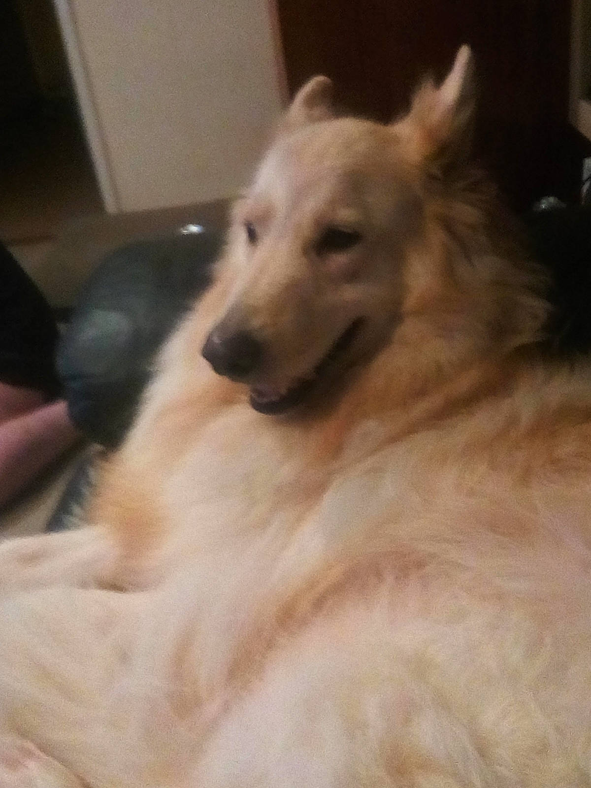 Ben joined the competition — help win amazing prizes! ancient_dog_breeds, borzoi, canidae, carnivore, companion_dog, dog, dog_breed, fawn, fur, giant_dog_breed, sighthound, snout, sporting_group, terrestrial_animal, whiskers, working_animal