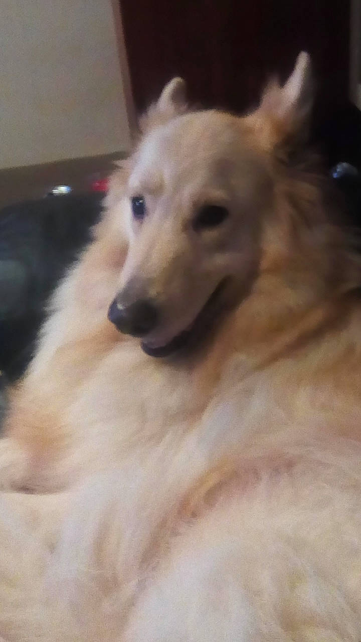 Ben joined the competition — help win amazing prizes! ancient_dog_breeds, borzoi, canidae, carnivore, companion_dog, dog, dog_breed, ear, fawn, fur, giant_dog_breed, hair, head, non_sporting_group, sighthound, snout, sporting_group, terrestrial_animal, whiskers, working_animal