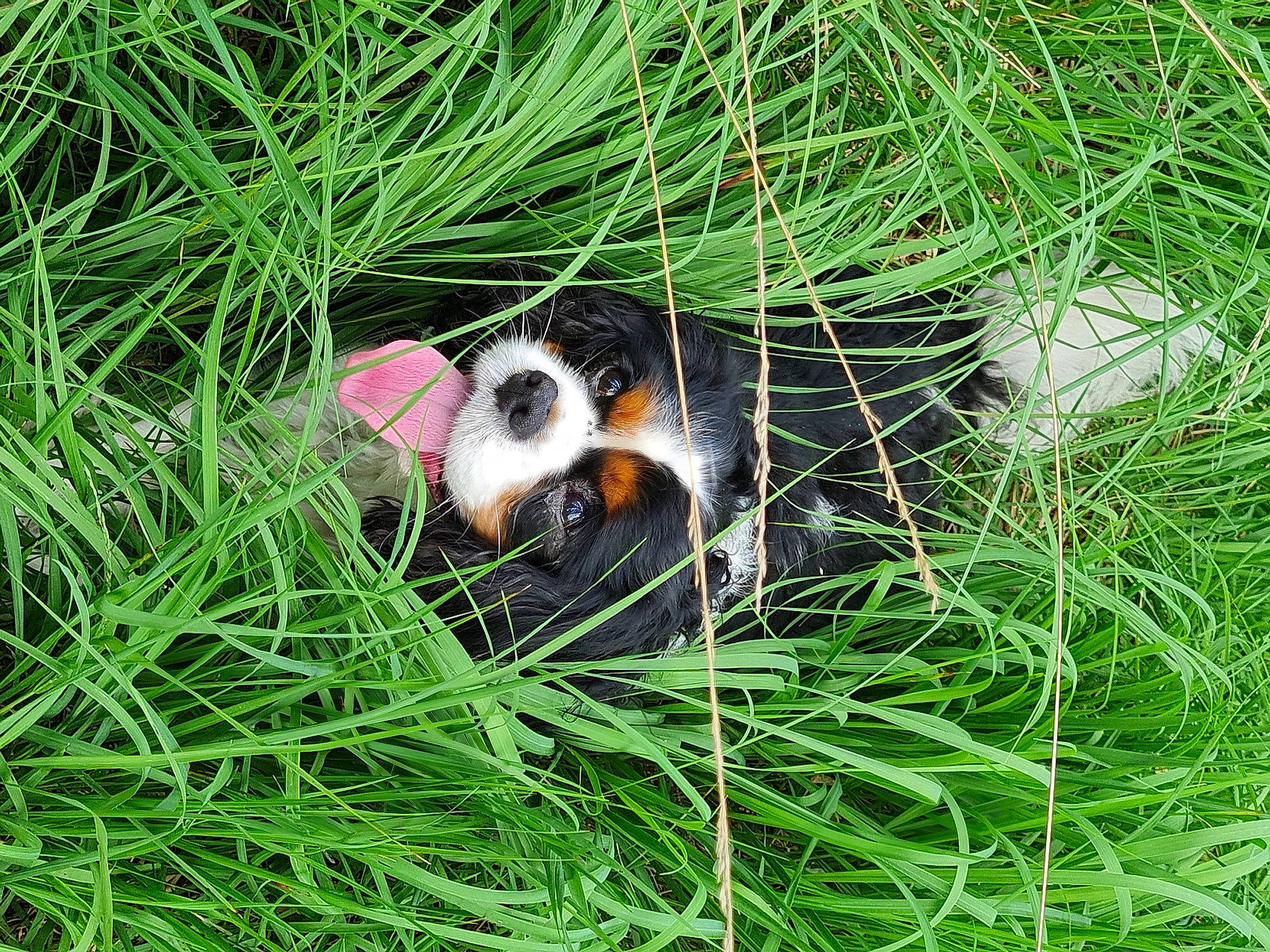 Mezzo participe au concours pour gagner de l'argent avec cette photo : canidae, carnivore, companion_dog, dog_breed, fawn, grass, grassland, groundcover, happy, meadow, natural_landscape, people_in_nature, plant, plant_community, prairie, snout, sporting_group, terrestrial_animal, terrestrial_plant, whiskers