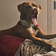 Baghera a rejoint le concours — aidez-le/la à gagner de superbes lots ! dog, yawning, brown_dog, collar, couch, blanket, indoor, relaxed, pet, animal, window, natural_light, tongue_out, resting, furniture, cozy, home, canine, sleepy, tongue