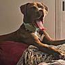 dog, yawning, brown_dog, collar, couch, blanket, indoor, relaxed, pet, animal, window, natural_light, tongue_out, resting, furniture, cozy, home, canine, sleepy, tongue
