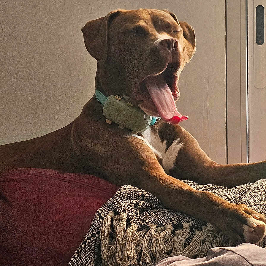 Baghera a rejoint le concours — aidez-le/la à gagner de superbes lots ! dog, yawning, brown_dog, collar, couch, blanket, indoor, relaxed, pet, animal, window, natural_light, tongue_out, resting, furniture, cozy, home, canine, sleepy, tongue