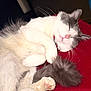 Stormi joined the competition — help win amazing prizes! cat, sleeping, fluffy, white_cat, gray_cat, pet, animal, cozy, relaxed, fur, paw, tail, indoor, closeup, cute, resting, domestic_cat, whiskers, pink_nose, red_surface