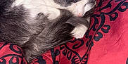 Stormi joined the competition — help win amazing prizes! cat, sleeping, gray, white, fur, curled_up, blanket, red, black, pattern, cozy, pet, animal, indoor, resting, cute, feline, soft, comfort, relaxation