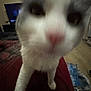 Stormi joined the competition — help win amazing prizes! cat, close_up, blurry, indoor, pet, curious, nose, whiskers, fur, living_room, television, floor, home, animal, domestic, feline, unfocused, pink_nose, background, blur