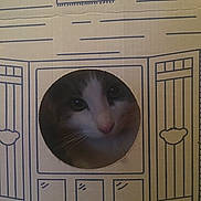 Stormi joined the competition — help win amazing prizes! cat, cardboard_box, window, door, face, peeking, curious, pet, animal, indoor, feline, cute, whiskers, nose, eyes, playful, home, box, cartoon_drawing, closeup