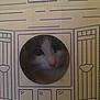 cat, cardboard_box, window, door, face, peeking, curious, pet, animal, indoor, feline, cute, whiskers, nose, eyes, playful, home, box, cartoon_drawing, closeup